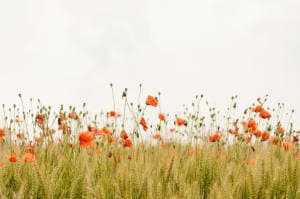 mastering nature image image